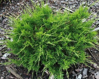 Jalovec pfitzerova x Mint Julep, 35/45 cm, v květináči Juniperus pfitzeriana x Mint Julep